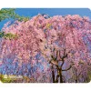 Коврик Defender Silk Pad Nature 230x190x1.6 мм 